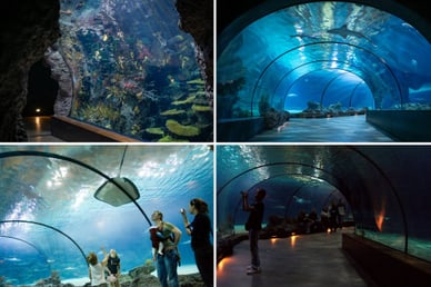 diergaarde blijdorp oceanium