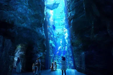 تجربة مشاهدة الغواصين والأحياء البحرية عبر النافذة العمودية سي وورلد أبوظبي (SeaWorld): زوار يشاهدون الغواصين عبر نافذة الحوض البحري.