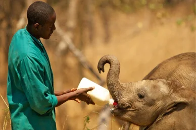 Lilayi Elephant Nursery