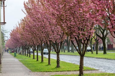 Цвітіння сакури, Мукачево