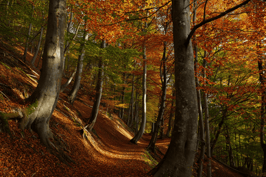 Herbstlandschaft im Altmühltal
