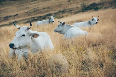 Mucca bianca Chianina