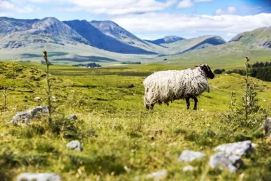 A sheep in the Irish countryside