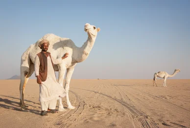 رجل يقف بجانب جمل أبيض كبير في مشهد صحراوي مشمس، مع ظهور جمل آخر في الخلفية وآثار إطارات على الرمال.