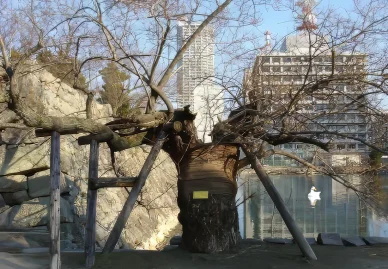 被爆樹木 広島で原爆の影響を受けた木々