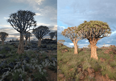 Алоевий ліс (Quiver Tree Forest)