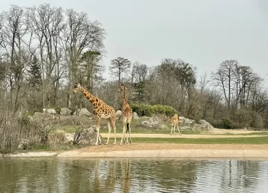 Girafes dans la zone zoologique du parc de la Tête-d'Or. Girafes se promenant dans la plaine africaine du parc de la Tête-d'Or.