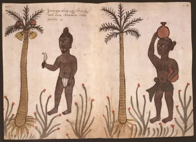 Portugisisk illustrasjon fra 1500-tallet