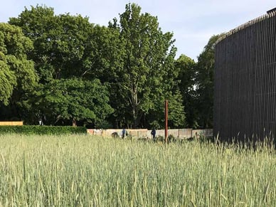 Roggenfeld Berliner Mauer