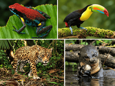 Pfeilgiftfrosch, Tukan, Jaguar und Riesenotter im Yasuní