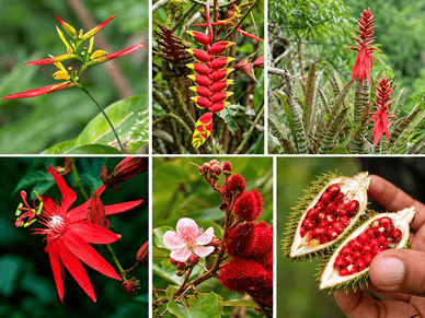 Bunte tropische Blüten und Früchte im Yasuní