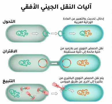 مخطط تعليمي يشرح طرق النقل الجيني الأفقي الثلاث في البكتيريا وهي التحول والاقتران المباشر والتنبيغ عن طريق الفيروسات