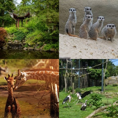 foto's van diergaarde blijdorp
