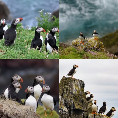 lundy island puffins