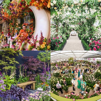 chelsea flower show