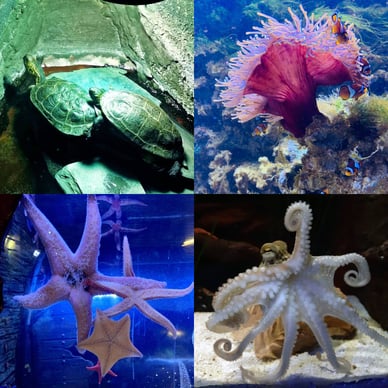 sea life eläimet