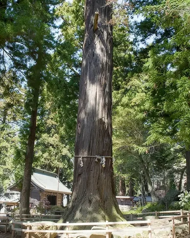 七本杉 神綿(しんめん)杉