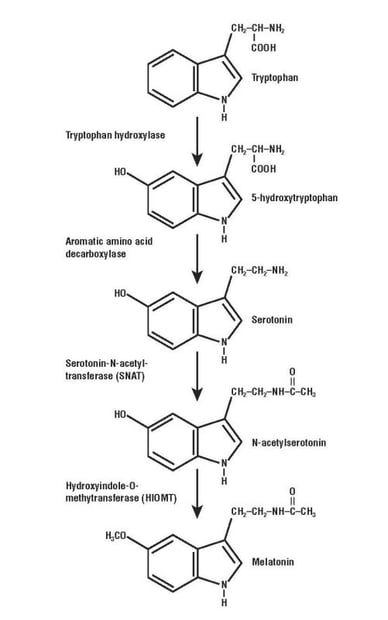 Activity of SNAT, an enzyme that adds an acetyl group to serotonin to produce N-acetylserotonin, peaks when it is dark outside.