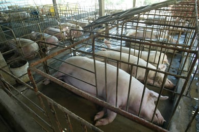 Key facts and findings: How Livestock Emissions Are Driving Climate Change