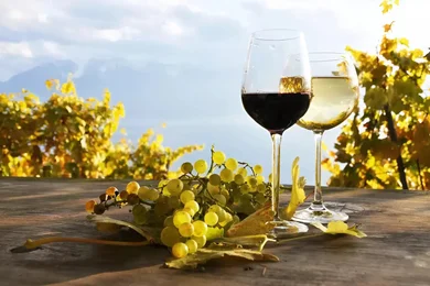 Magyarország legjobb borászatai