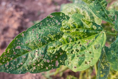 Plant Pests and Diseases