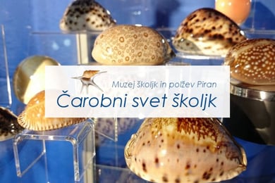 Čarobni svet školjk