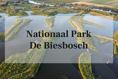 Nationaal park de Biesbosch