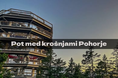 Pot med krošnjami Pohorje