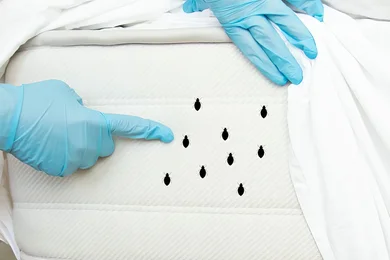 Punaises de lit : des conséquences sur le budget et la qualité de vie des Français