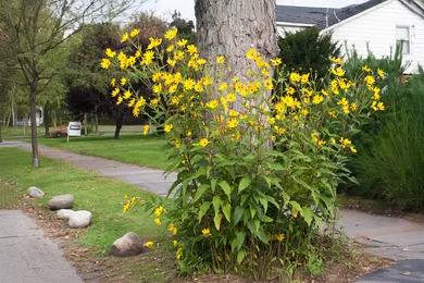 طبيعة وخواص ومضار ومصلحات الخرشوف المقدسي في ويكي آنا