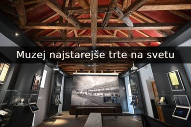 Muzej najstarejše trte na svetu