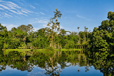 Yasuni – die Rettung des Nationalparks