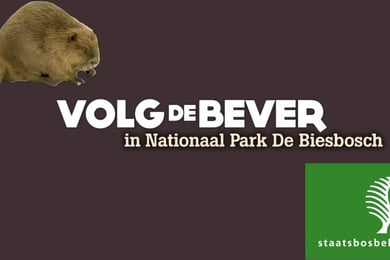 Volg de bever