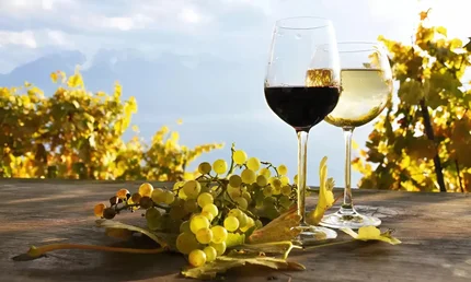 Magyarország legjobb borászatai