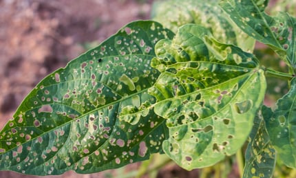 Plant Pests and Diseases