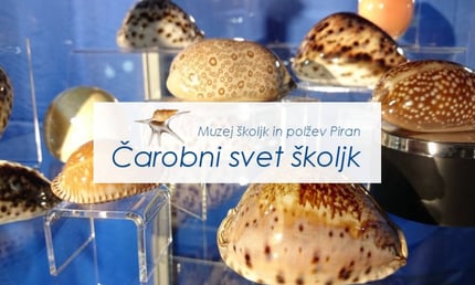 Čarobni svet školjk